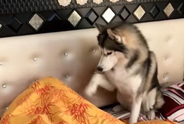 Il cane impaziente sveglia la propria padrona tutte le mattine in modo insistente (VIDEO)