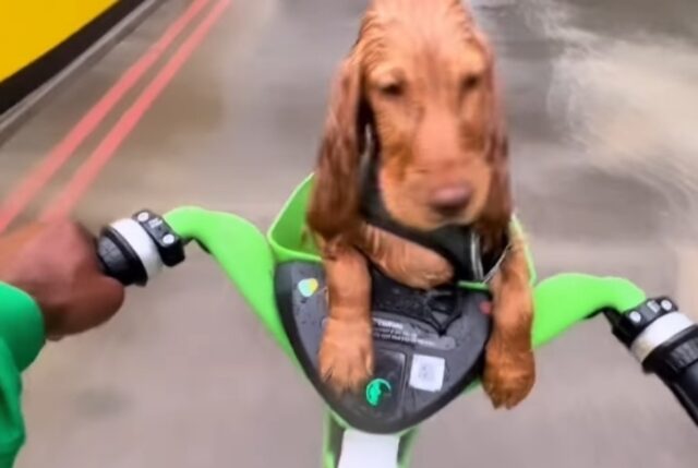 Il cagnolino sfreccia via bagnato nel cestino della bicletta e racconta la sua storia (VIDEO)