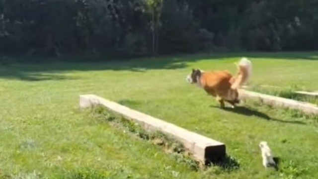 Il cagnolino insegue il cane di grossa taglia e lo fa scappare; lo strano gioco a ruoli inversi (VIDEO)