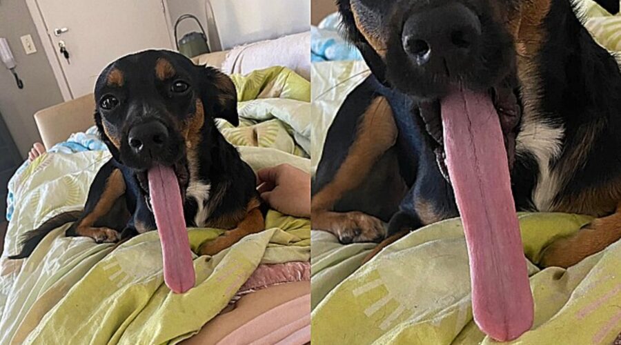 cane con lingua lunghissima