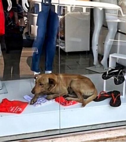 Cane ha un lavoro: fare il manichino in un negozio (VIDEO)