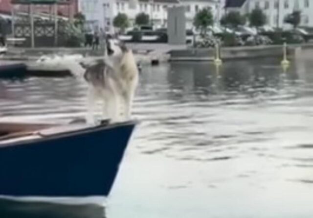 Il cane marinaio viaggia in barca con il padrone e diventa la nuova tromba dell’imbarcazione (VIDEO)