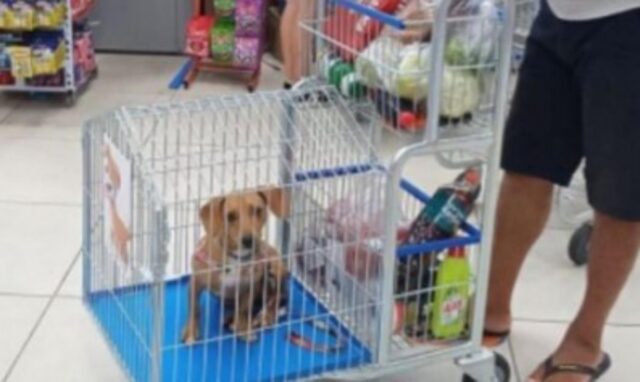 Una novità per tutti i cani: finalmente liberi di entrare al supermercato