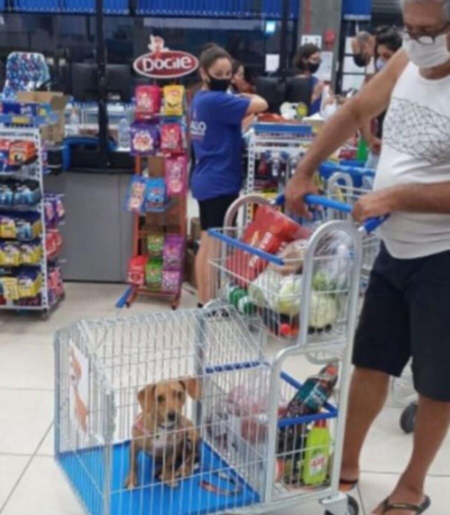 cane nel carrello