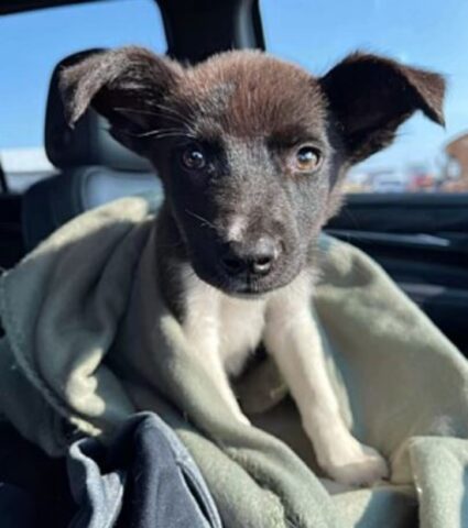 Cucciolo di cane salvato: è l’impiegato per un giorno all’ufficio postale