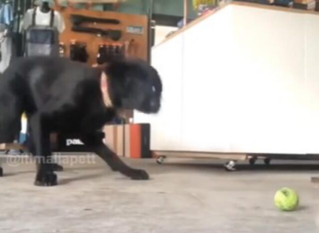 Il cane nero mostra la sua grande capacità di rimanere concentrato nonostante le distrazioni (VIDEO)