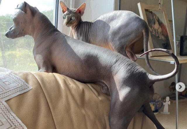 cane nudo peruviano e gatto senza peli guardano dalla finestra