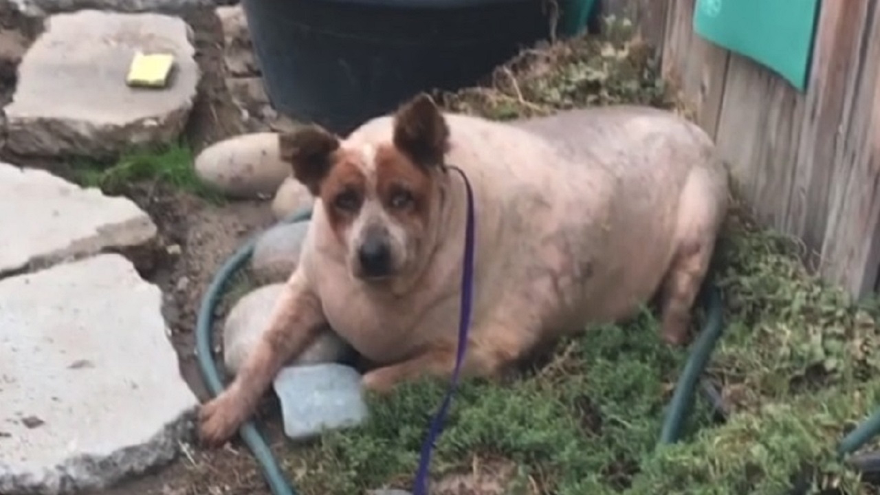 cane in sovrappeso