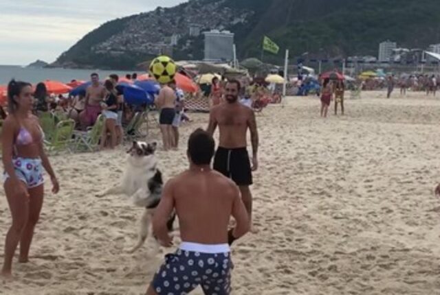 Il cane pallavolista crea un bellissimo show in spiaggia con i suoi amici umani (VIDEO)