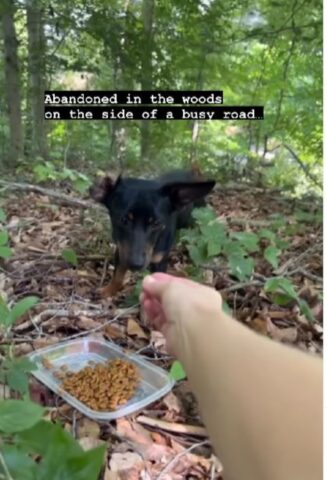 un cane nel bosco