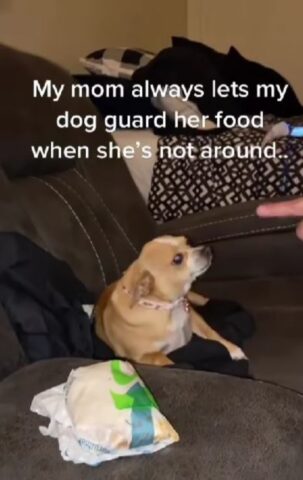 Cane che fa la guardia al cibo della mamma adottiva (VIDEO)