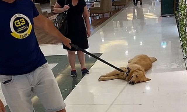 Cane pigro dorme al centro commerciale