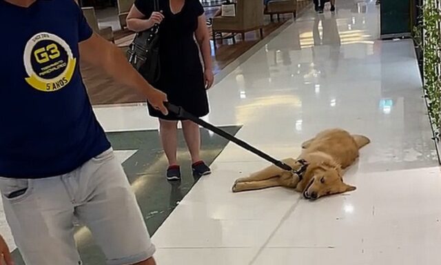 Cane pigro dorme al centro commerciale: si sdraia sul pavimento e non ne vuole sapere di alzarsi