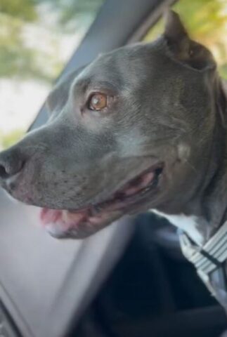 Cane suona il clacson al suo papà adottivo (VIDEO)