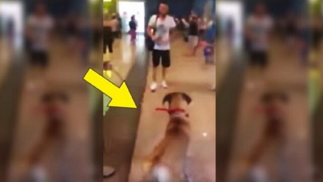 Cane incontra il padrone che non vede da 3 anni: la sua reazione in un video diventato virale