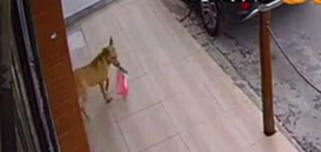 Il cagnolino viene accolto in un negozio di abbigliamento, ma finisce per rubare una camicetta