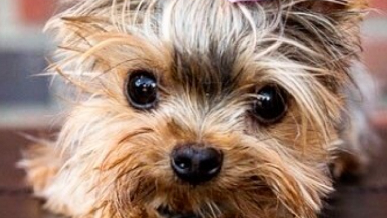 Yorkshire Terrier