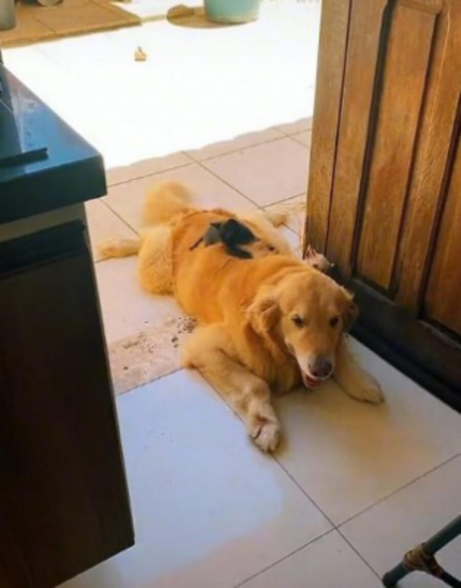 cane si prende cura di gattini