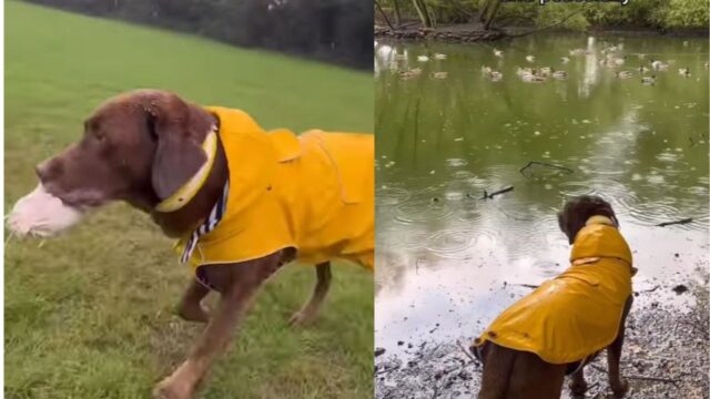 Il cagnolone ha un’abitudine speciale per i giorni di pioggia: ama andare a trovare le sue amiche paperelle (VIDEO)