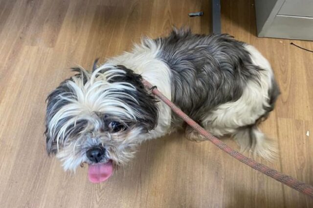 Cane spaventato gettato nel parcheggio del centro di soccorso