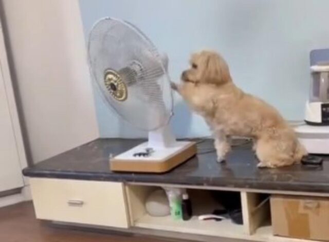 Il cagnolino soffre molto il caldo, così sposta il ventilatore dal letto della padrona alla sua cuccia (VIDEO)