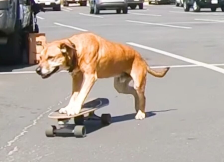 cane su skateboard