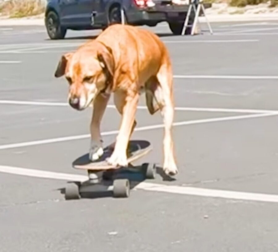 cane su skateboard