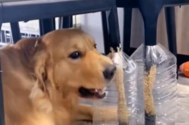 Il cane testardo cerca di mordere la sedia nonostante ci siano delle “protezioni” (VIDEO)