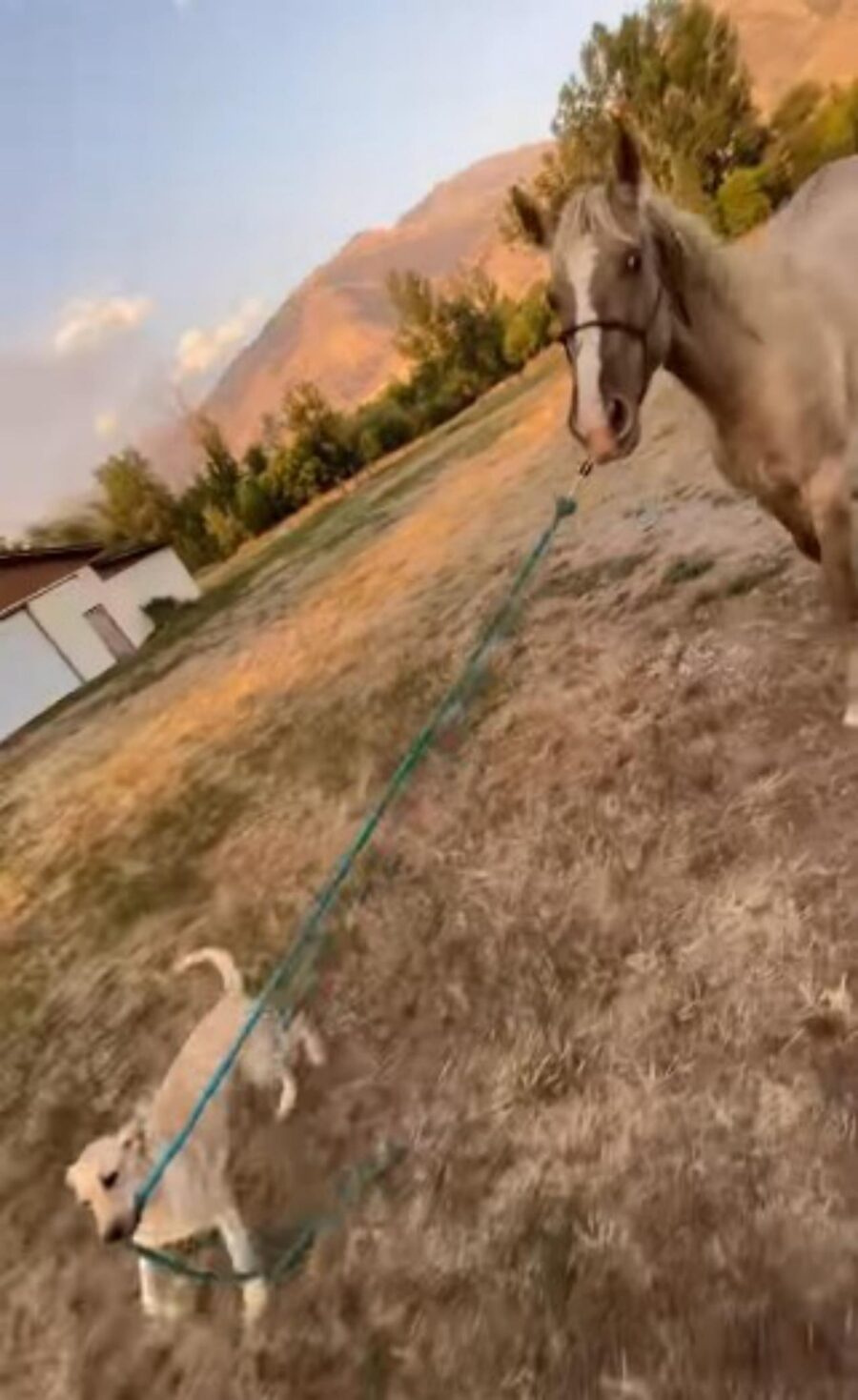 cane porta a spasso cavallo