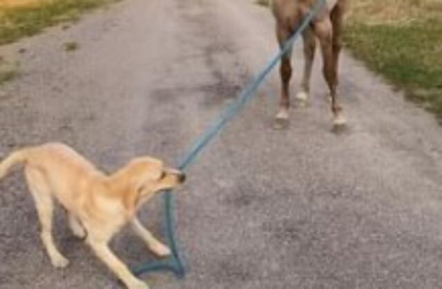 Ruoli invertiti per questo tenero cagnolone; adesso è lui a portare a spasso un suo amico a quattro zampe (VIDEO)