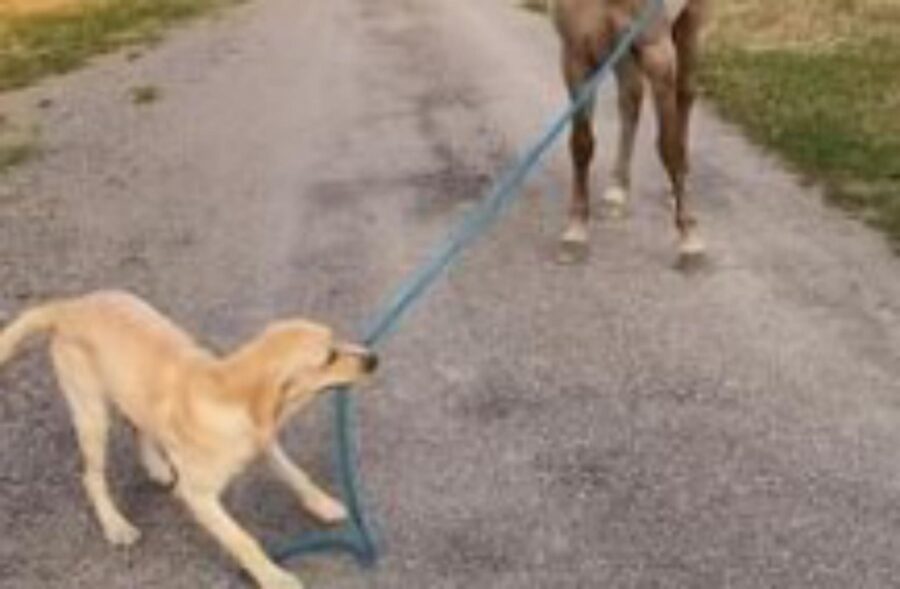 cane porta a spasso cavallo