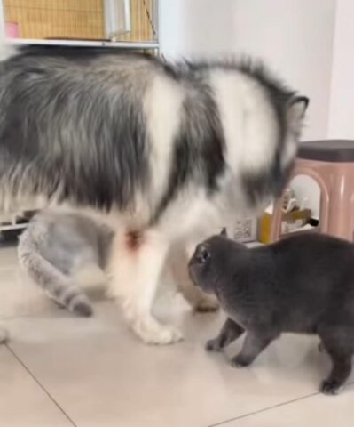 Il cagnolone cerca di separare due gatti che litigano e ci va di mezzo. Scopriamo chi sono i pacificatori (VIDEO)