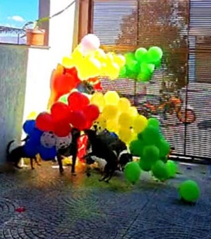 Cani esplodono palloncini colorati ed è subito festa (VIDEO)