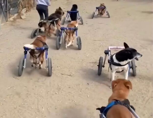 Cani disabili con carrellino vengono portati in spiaggia: l’emozione è incontenibile (VIDEO)