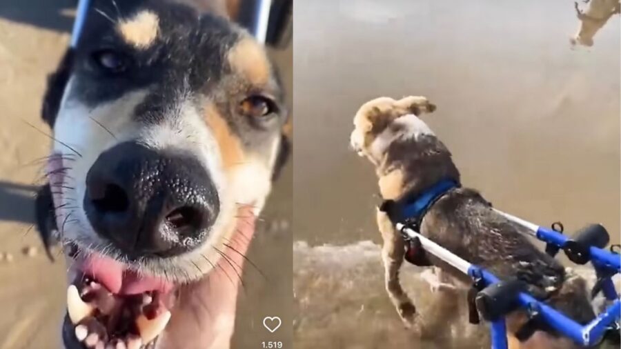 Cani disabili in spiaggia