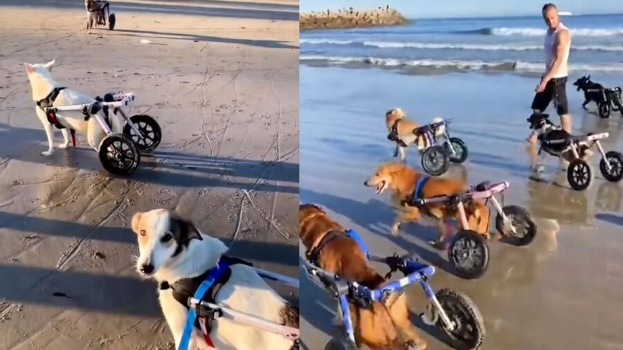 Cani disabili in spiaggia
