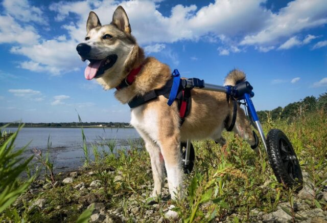 Due cani rimasti paralizzati in Ucraina camminano di nuovo con delle sedie a rotelle personalizzate