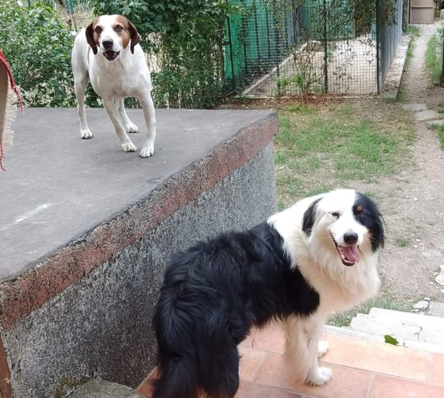 cani passano loro tempo all'esterno