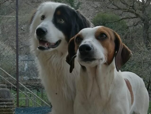 Cantiano, scomparsi a causa dell’alluvione i due cani Rocky e Ketchup, nessuno sa dire che fine abbiano fatto