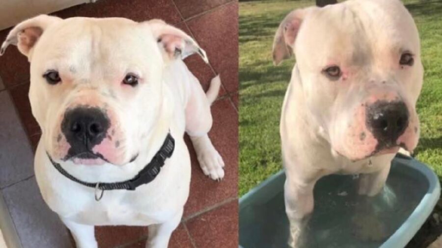 cane amstaff ha 4 anni di età