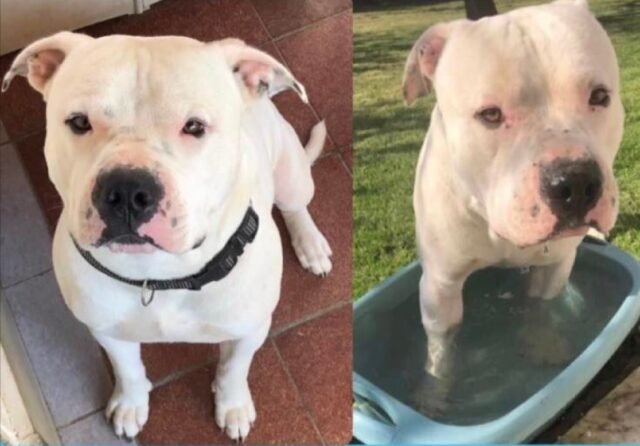 Capezzano Pianore, scomparso un cagnolino Amstaff di 4 anni, chiunque ritroverà Rocco verrà ricompensato