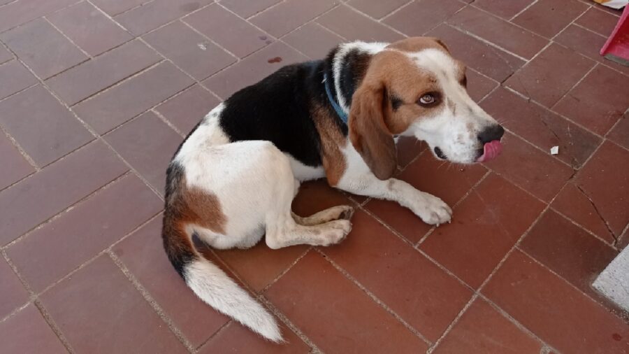 cane beagle collare attaccato