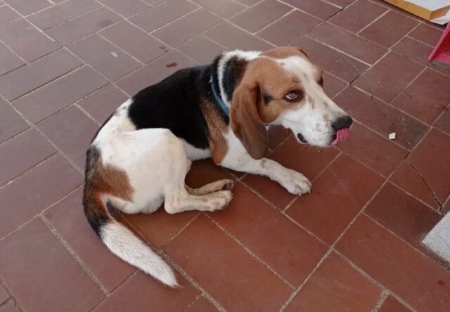 Carolei, si cerca un Beagle di 5 anni smarrito da giorni, al momento della scomparsa indossava una pettorina