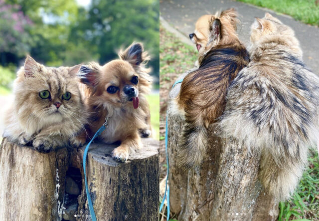 Chihuahua e gatto amici per la pelle vanno a spasso al parco, dolcissimi