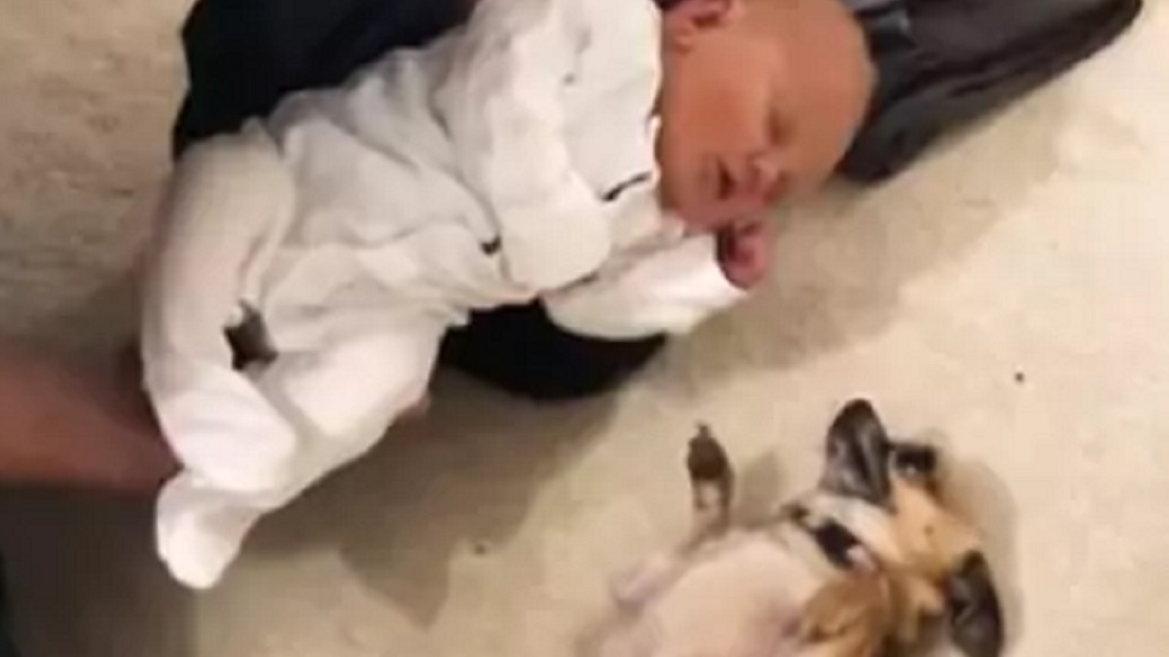 Chihuahua e neonato