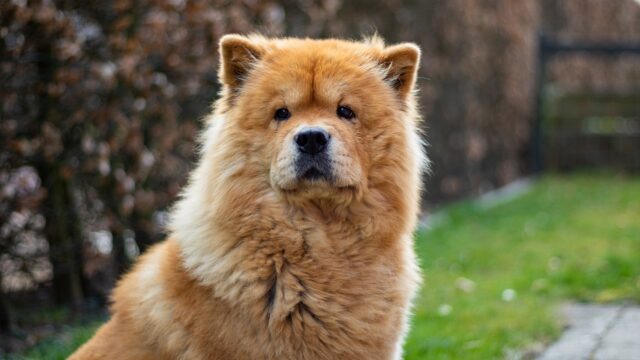 Chow Chow salva anziano di 86 anni caduto dalle scale di casa, dando subito l’allarme