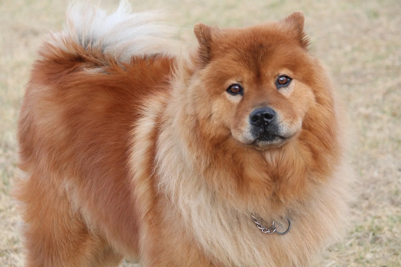 Cane di razza Chow Chow