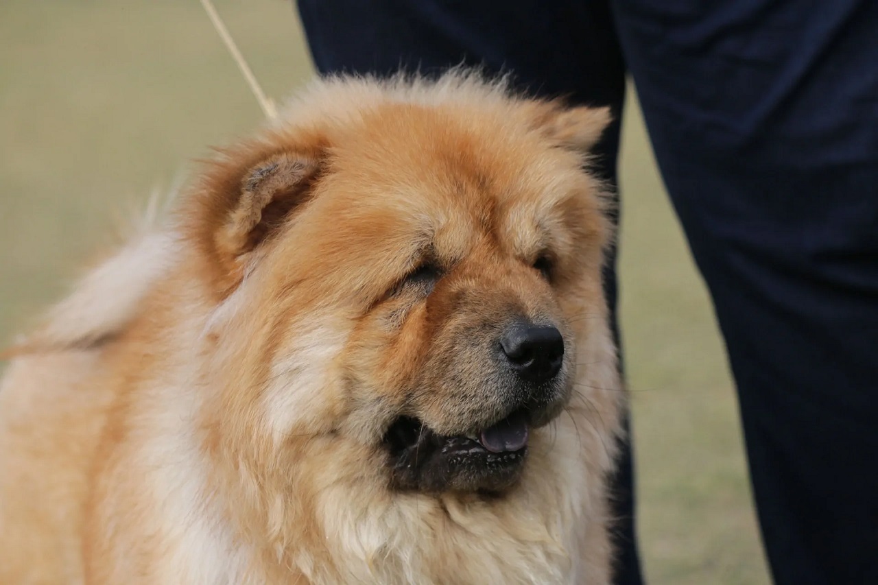 cane chow chow