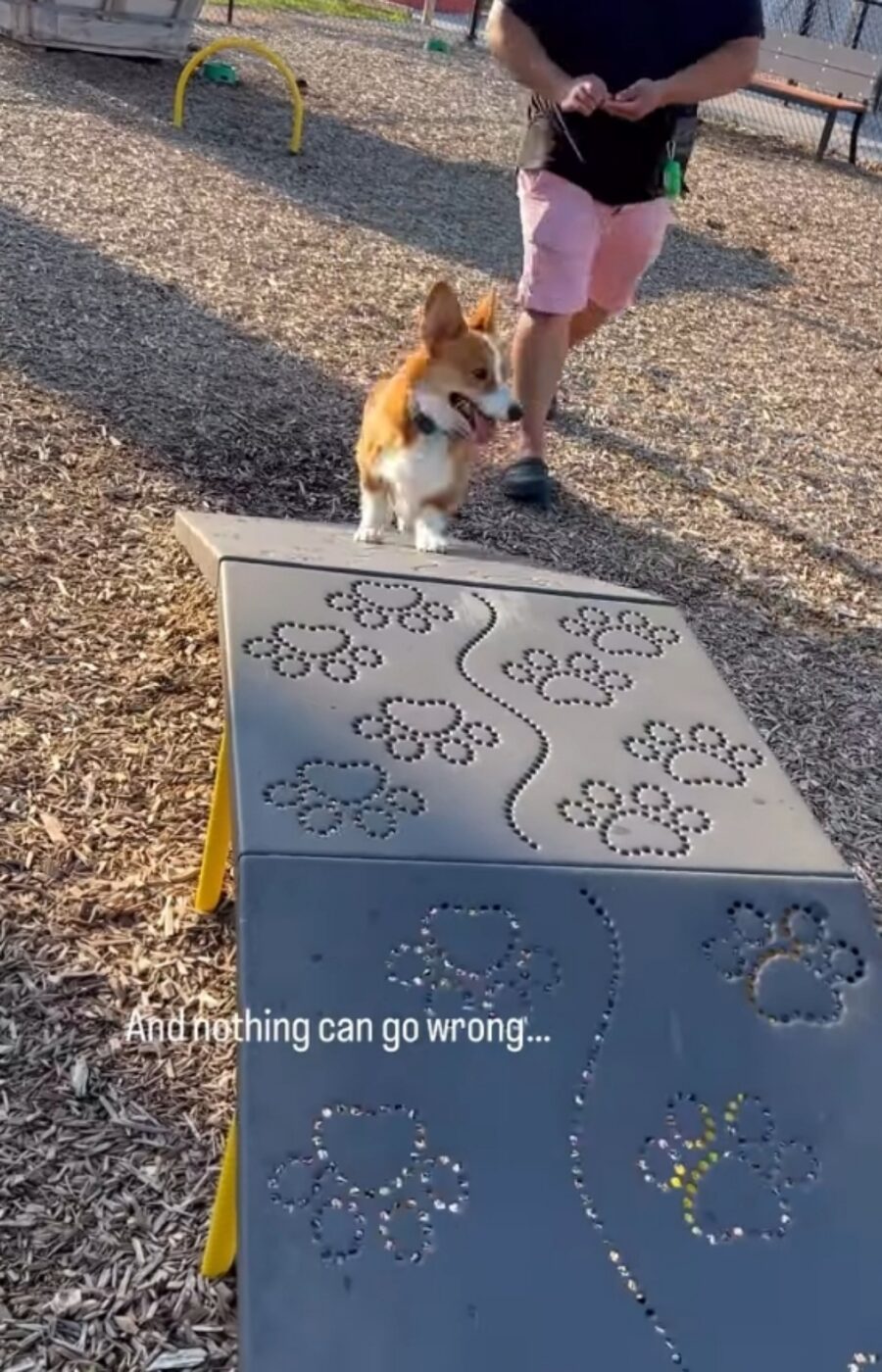 corgi cade da ponte