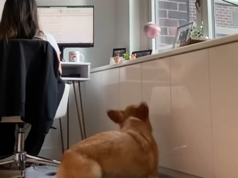 corgi cerca attenzione